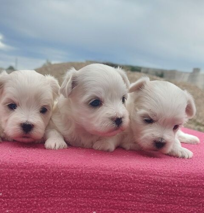 Bichon Maltais 💥