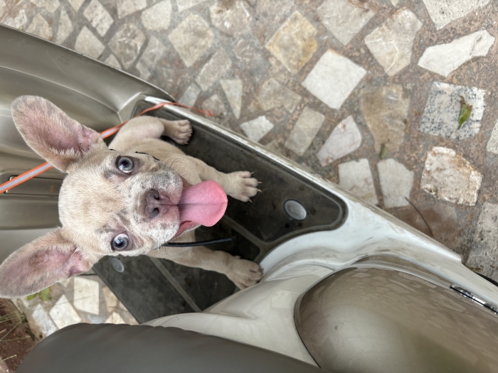 Bull dog exotique