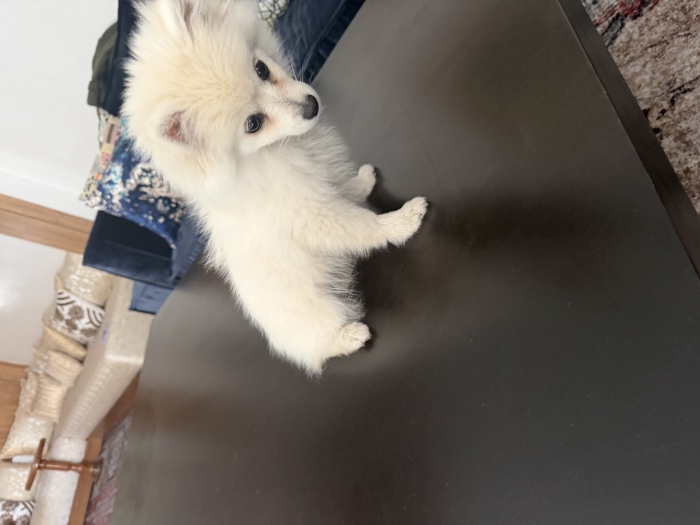 Spitz nain