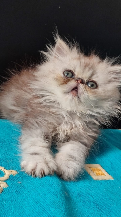 Chat persan