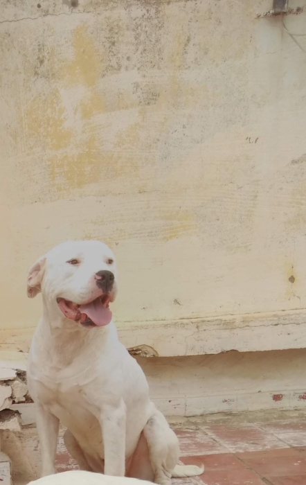 Dogo argentino