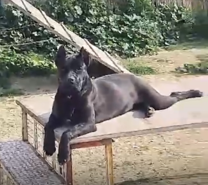 Cani corso