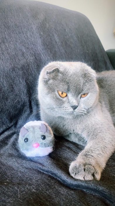 Scottish Fold à poil court, de pure race
