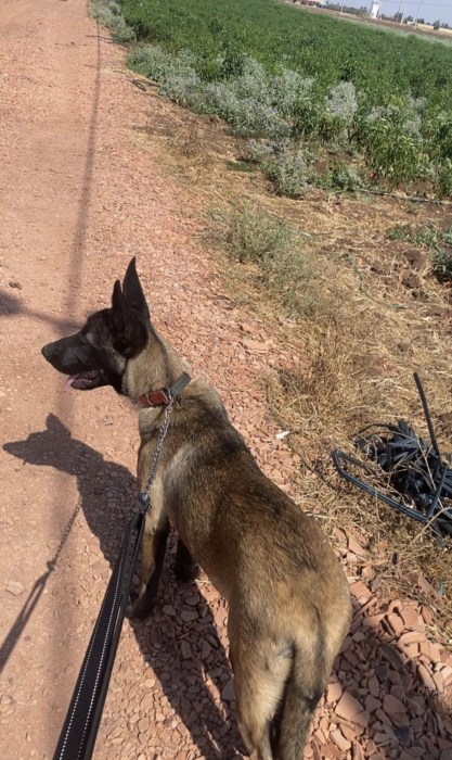 Malinois