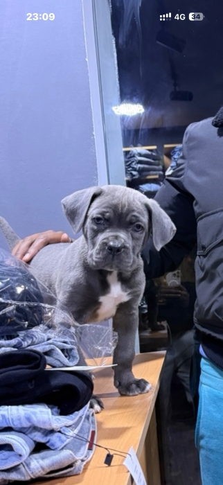 Cani corso