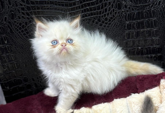 Persan  Chaton