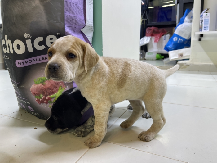 Pointer allemand