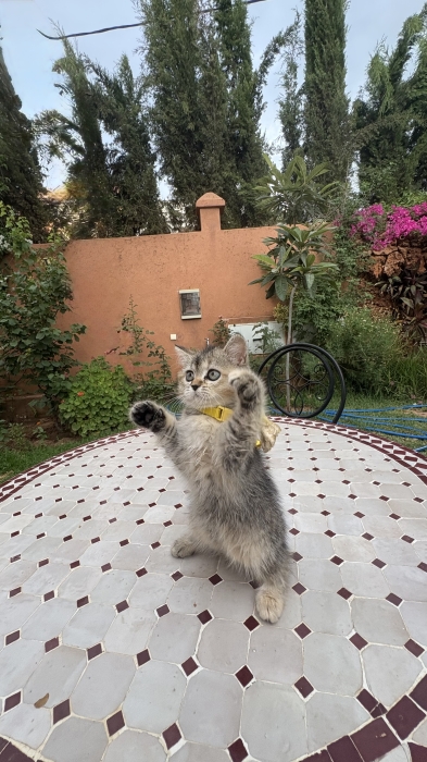 Sublime chatton Scottish longhair(2mois) avec carnet de vaccination