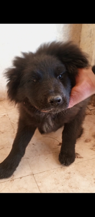 Border collie