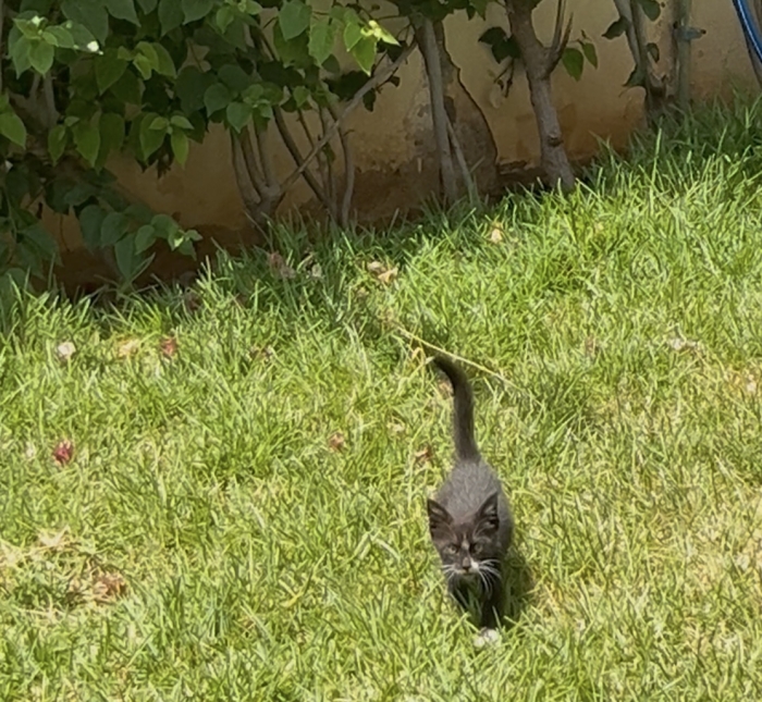 Chatons femelle 2 mois sevrée et propre