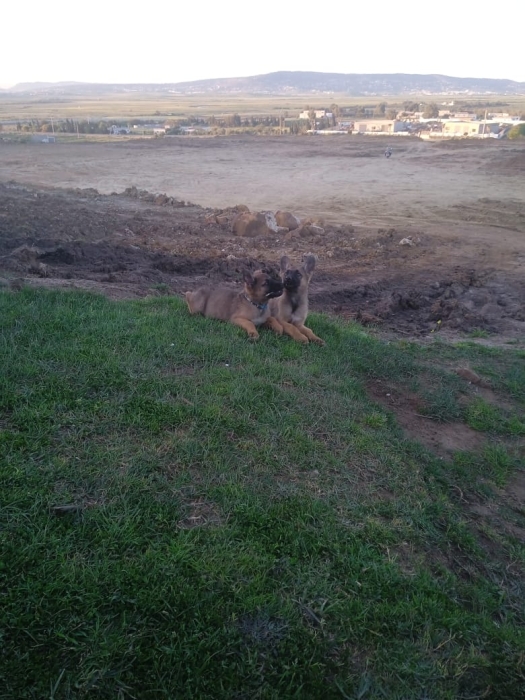 Malinois