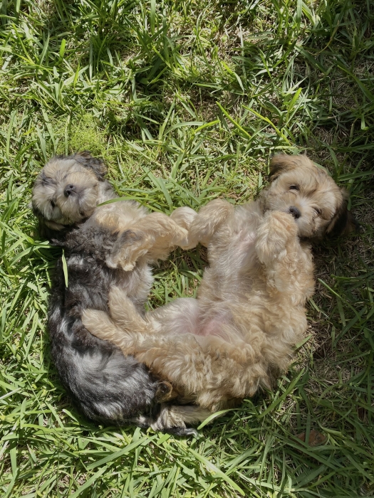 Bichons havanais