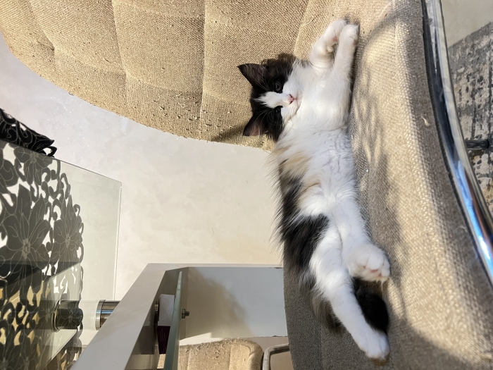Playful 2-Month-Old Persian Mix Kitten for Sale