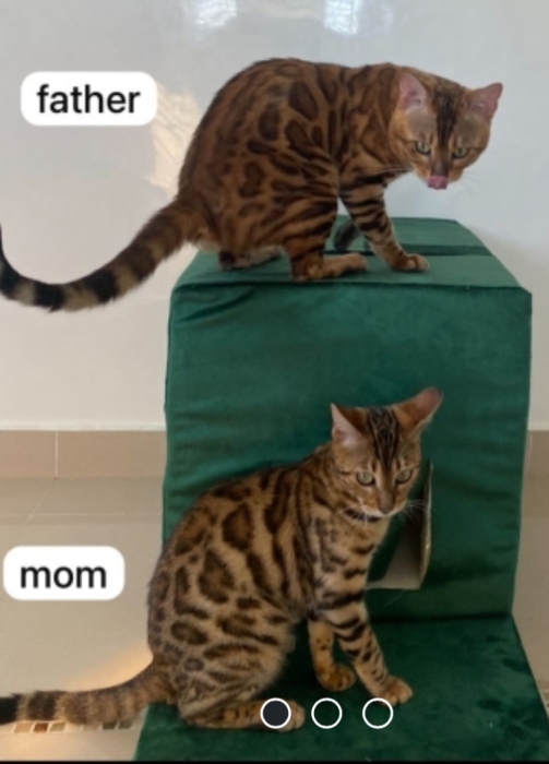 Bengal pure