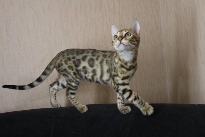 Bangal cats pure race mâle et femelle