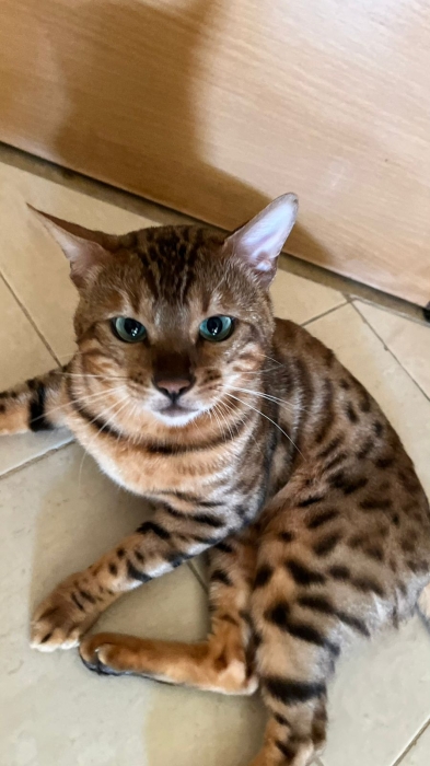 Bengals dispo