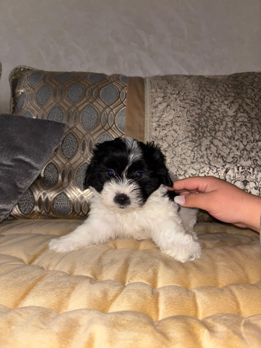 Bichon