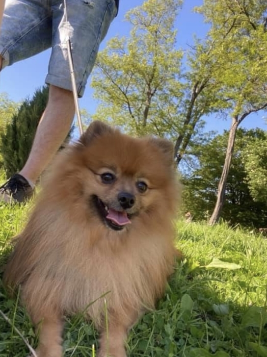 Spitz