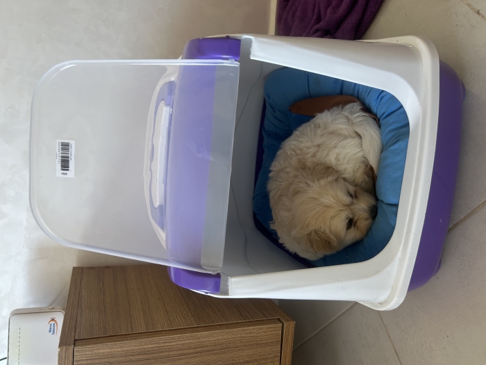 Bichon maltais