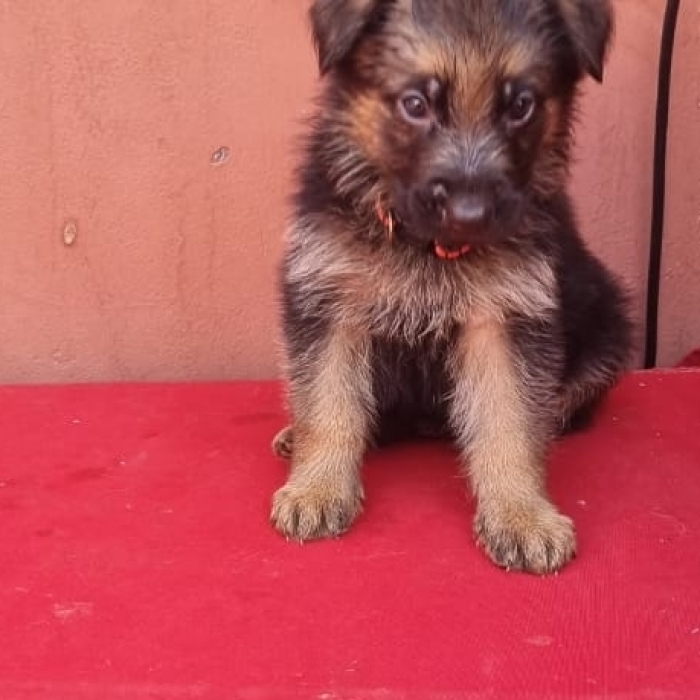 Berger Allemand