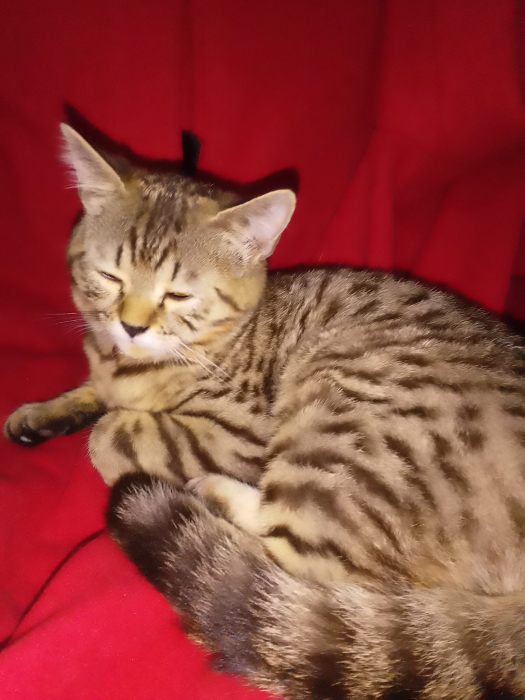 Bengal