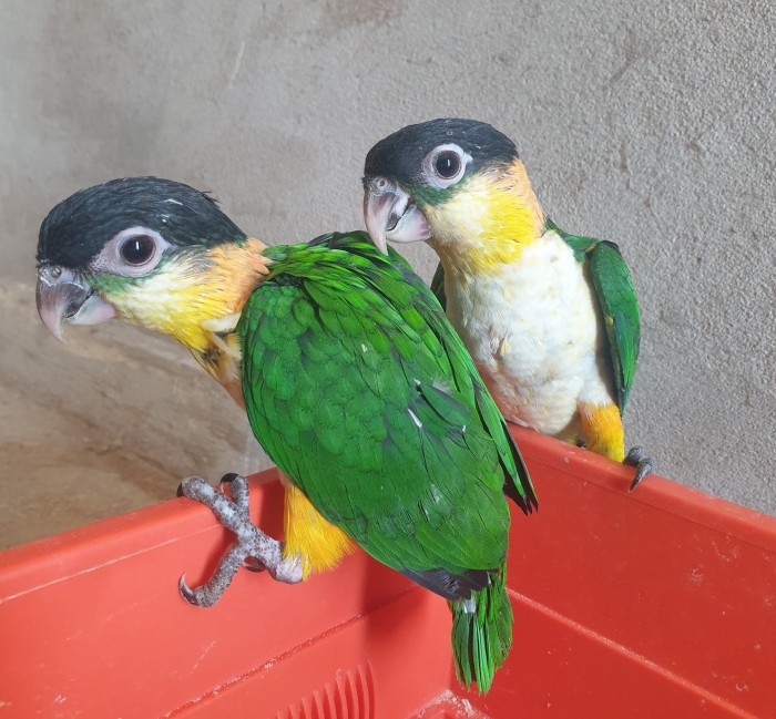 Caique Tête noire