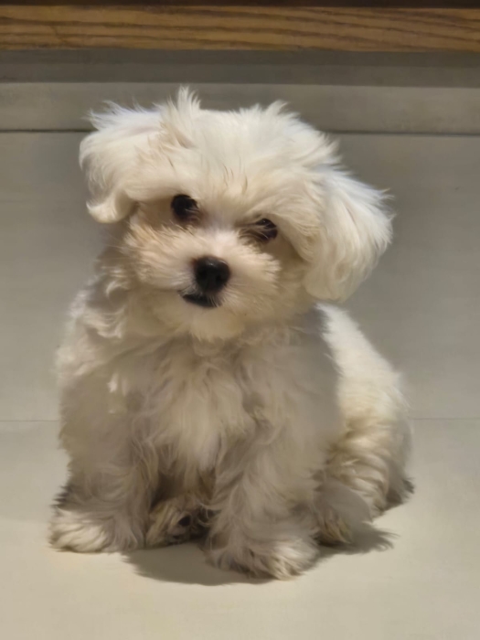 Chiot bichon maltais nain