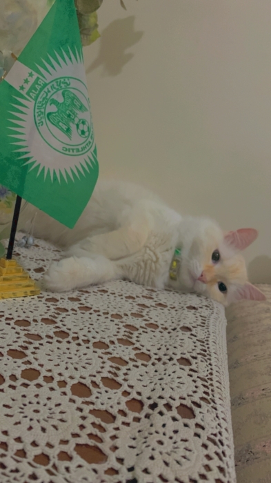 Chat a adopté