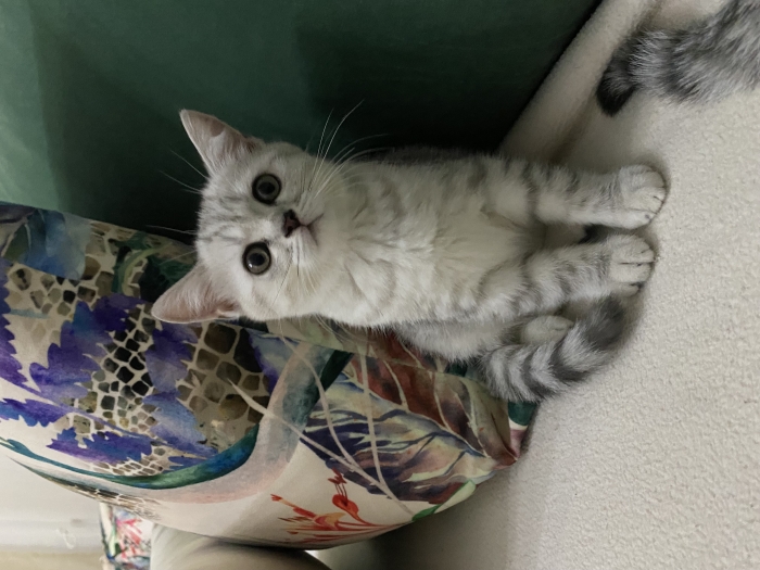 scottish fold