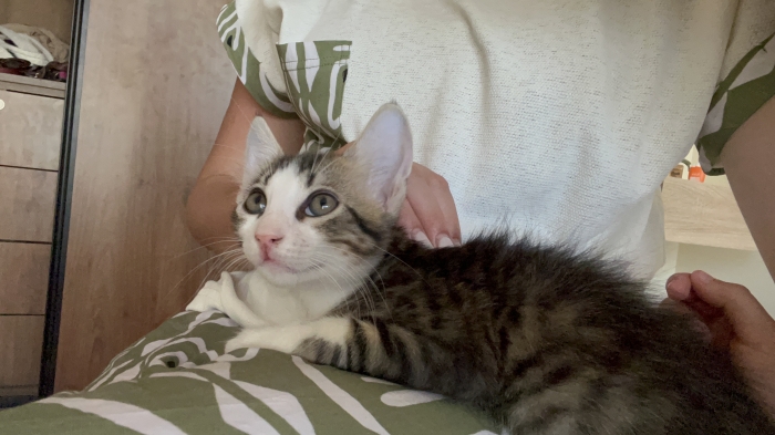Chaton pour adoption urgente casa