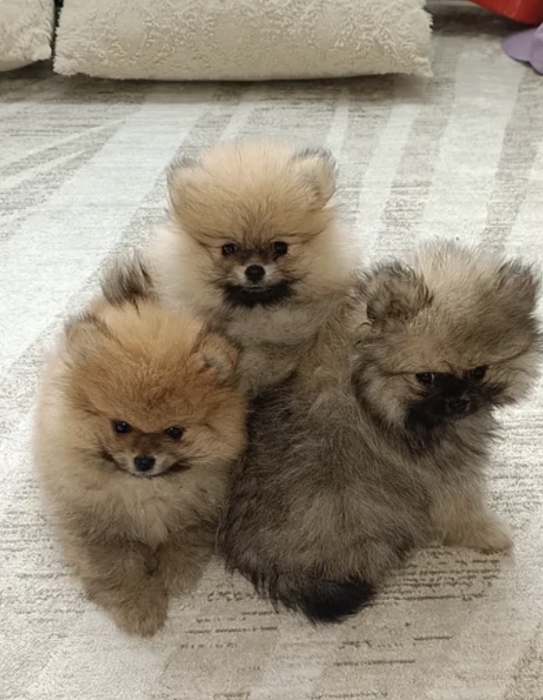 Spitz nain