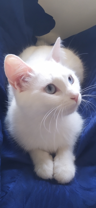 Chat Angora Turc femelle vaccinée