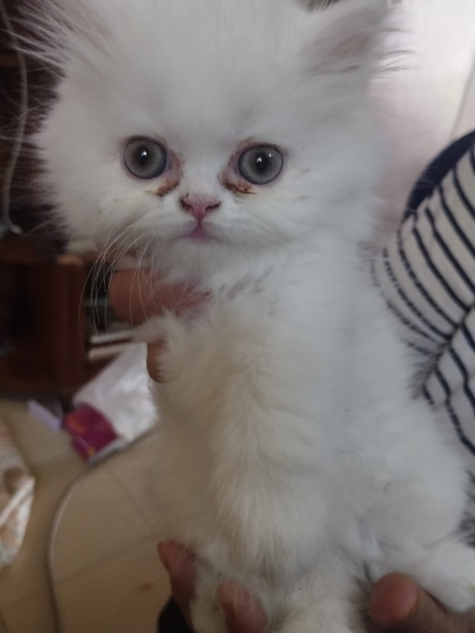 Chaton person