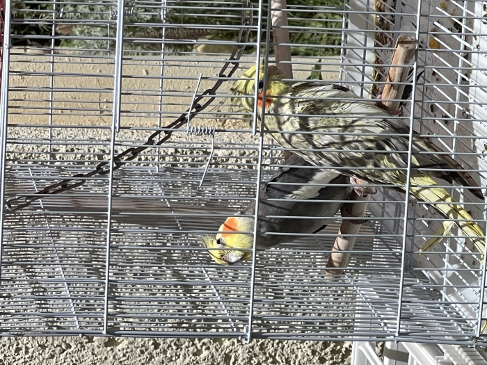 Couple calopsitte avec cage