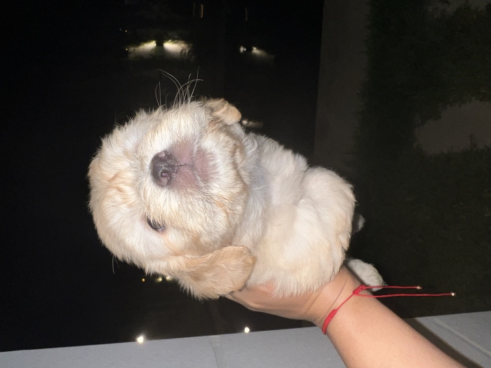 3 bichons pure race