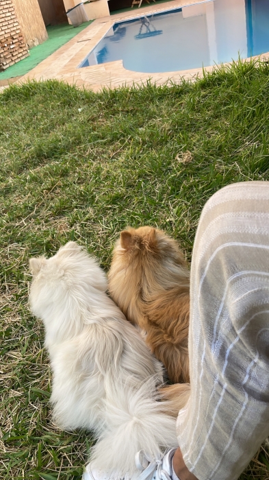 Spitz pomeranian