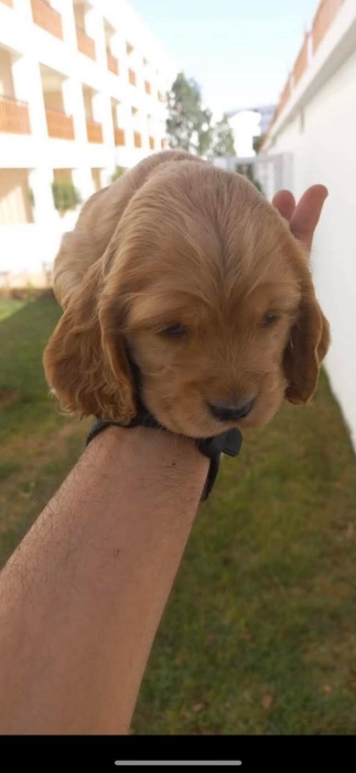 cavalier king charles