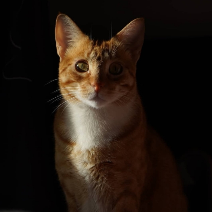 Tabby roux