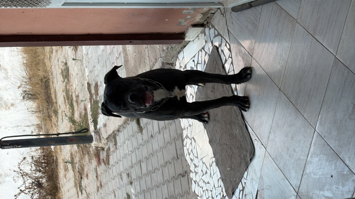 Cane corso