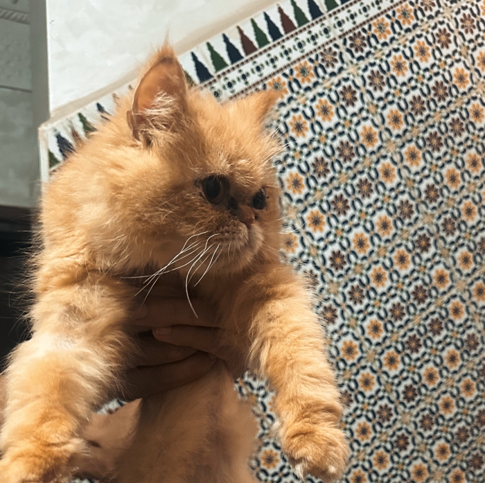 Chatte persan