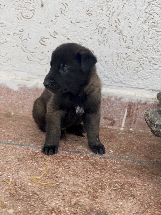 Malinois charbonné