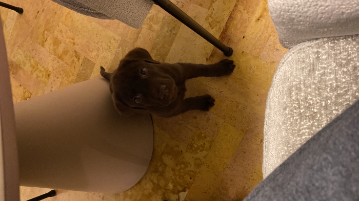 Chiot labrador chocolat