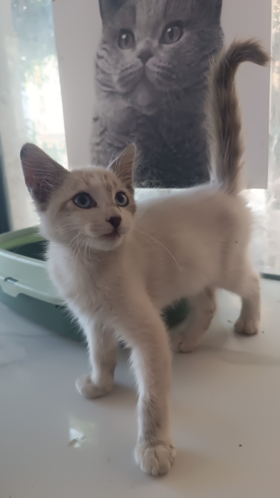 Chat Siamois