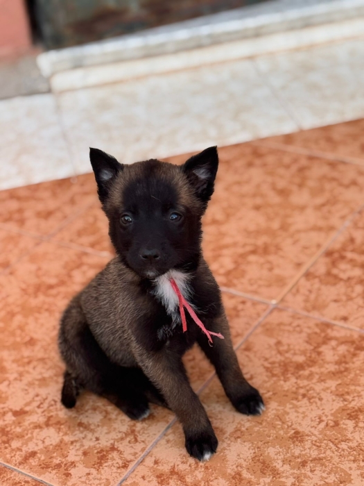 Malinois