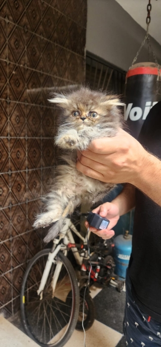 Chaton persan vendre