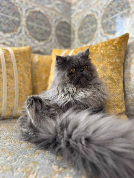 Chat persan (mâle)