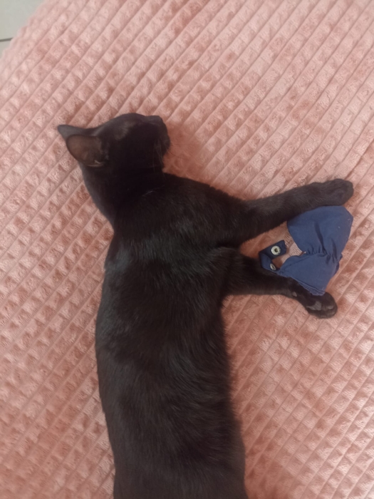 Adoption de chat noir