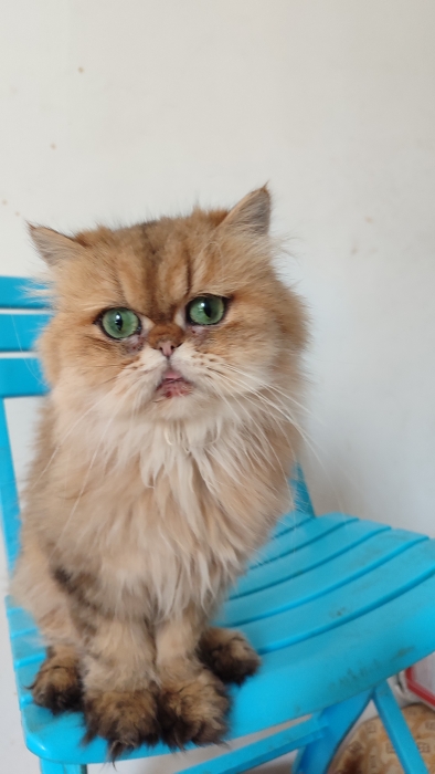 Femelle persan chinchilla