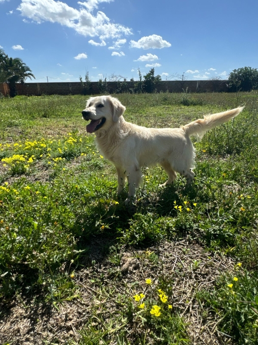 Chiot Golden Retriever