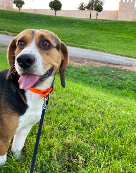 Beagle